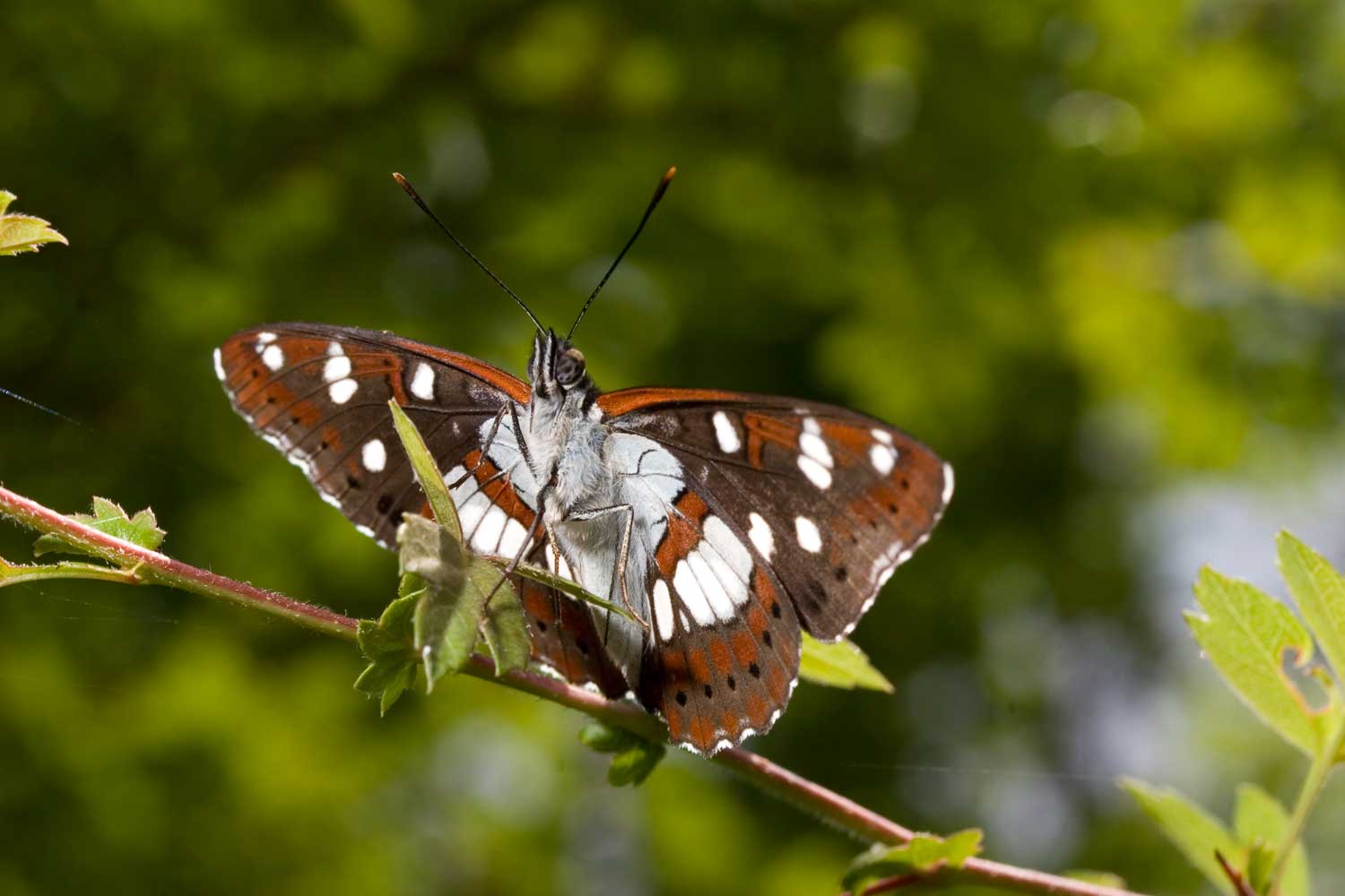 Farfalla dei Monti della Tolfa 1 - Limenitis reducta